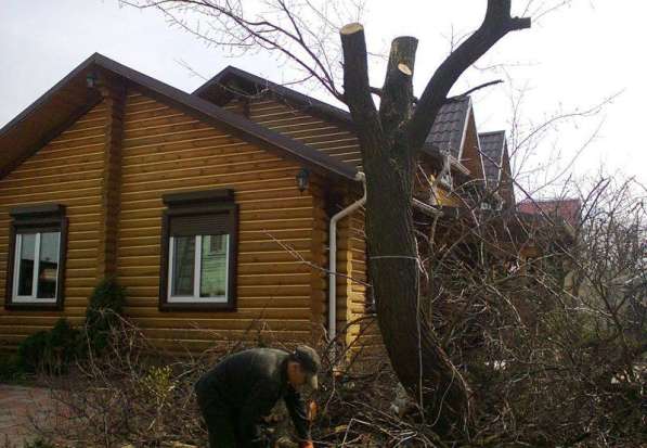 Акуратное спиливание деревьев в Москве фото 3