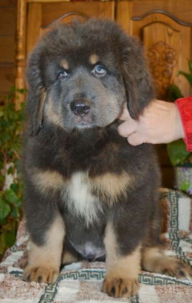 Тибетский мастиф - лучший страж на территории в Москве фото 30