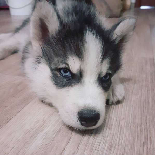 Щенки хаски недорого в Тамбове фото 8