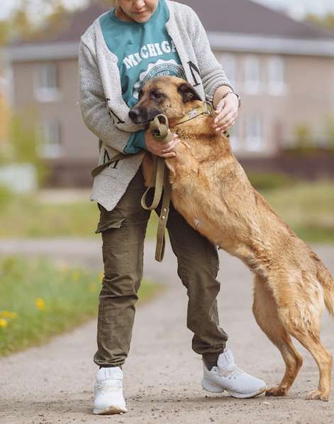 Метис Малинуа - Джетта, собака в Москве фото 9
