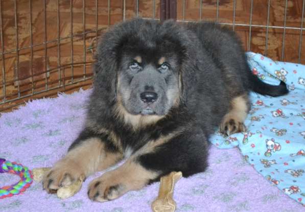 Тибетский мастиф - лучший страж на территории в Москве фото 18