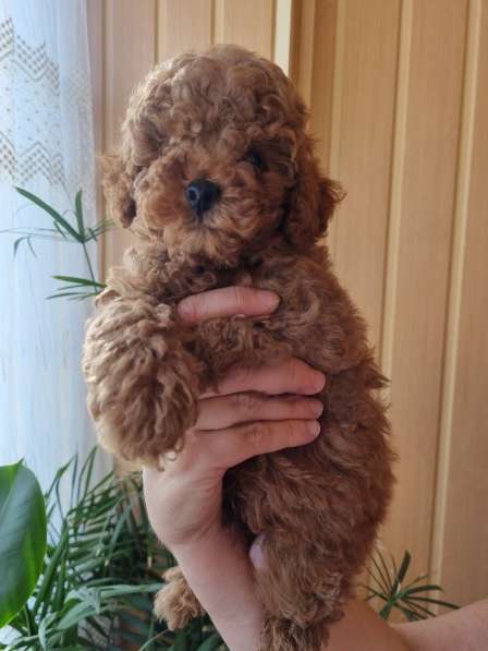 Пудель. Red brown