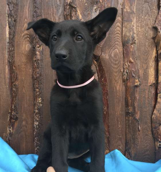 Щенки немецкой овчарки в фото 10