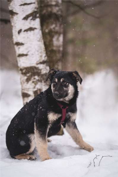 Добрый парень Роберт в добрые руки в Москве фото 16