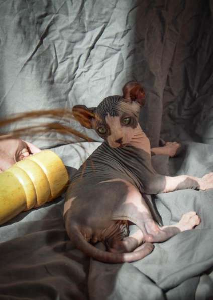 Male Elf sphynx ❤️ малыш эльф сфинкс