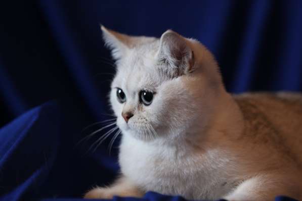 Британские шиншиллы