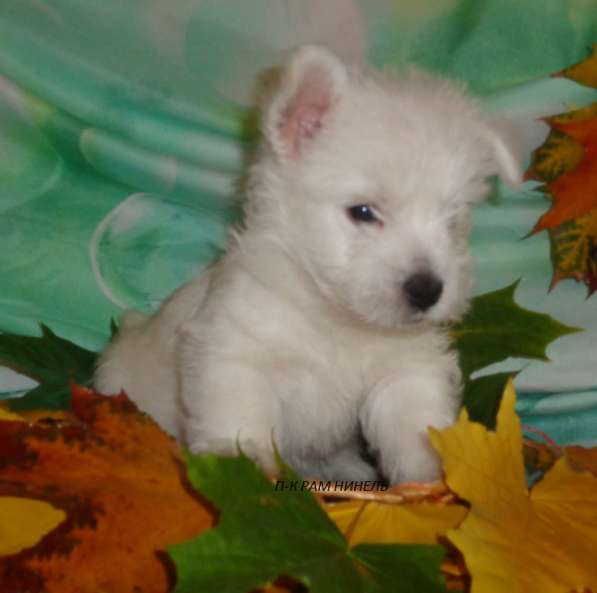 Щенки Вест Хайленд Уайт терьера в Раменское фото 10
