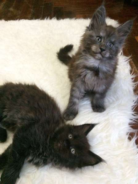 Котята мейн-кун в Санкт-Петербурге фото 6