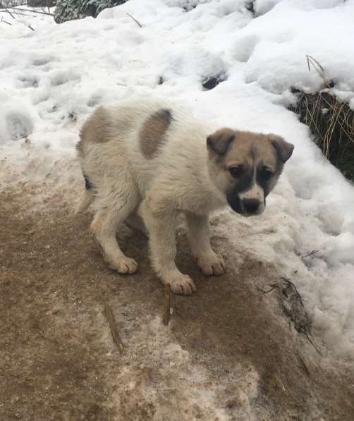 Щенки бесплатно в Санкт-Петербурге фото 19