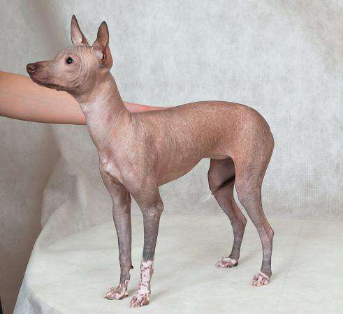 Девочка мексиканская голая мини в Москве