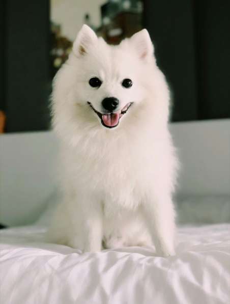 Японский шпиц. Девочка в Екатеринбурге фото 12