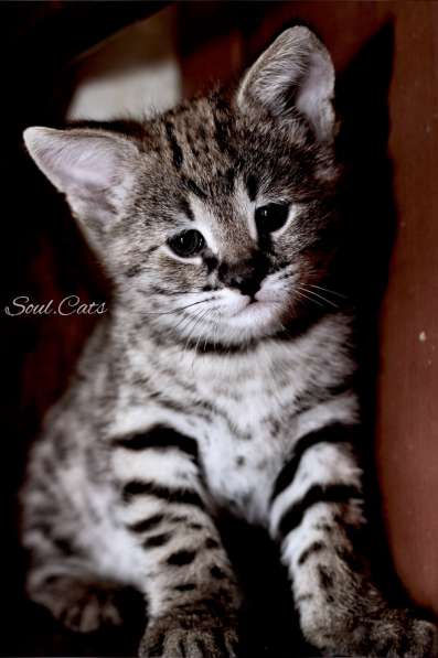 Купить Саванну F1 питомника Soul. Cats в Москве фото 18