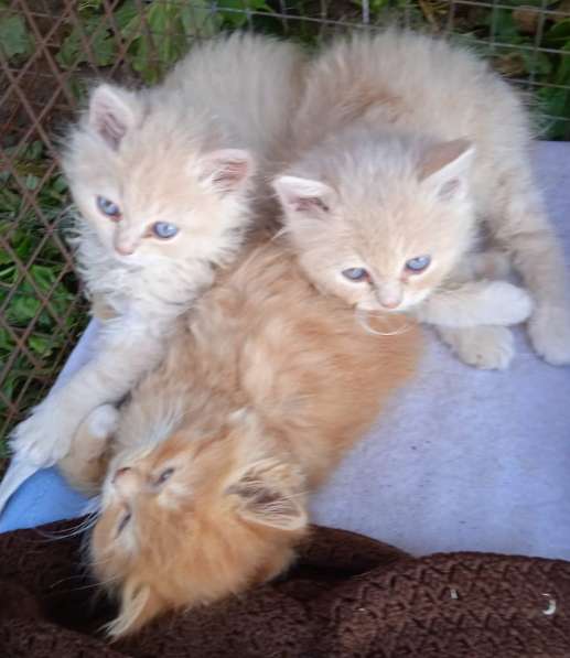 Месячные котята в добрые руки в Москве фото 14