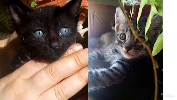 Котята Севастополь: Чудные Тигрята в Добрые Руки