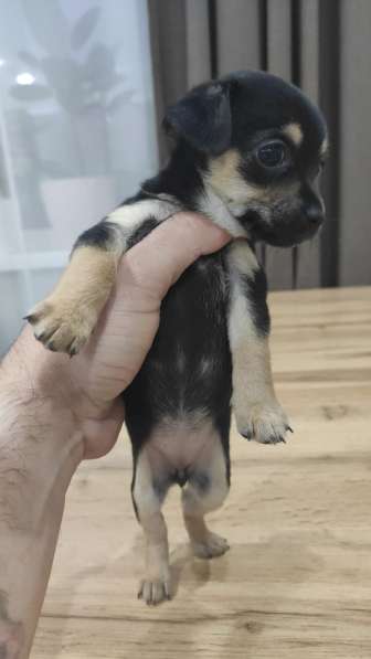 Чихуа мини в Краснодаре