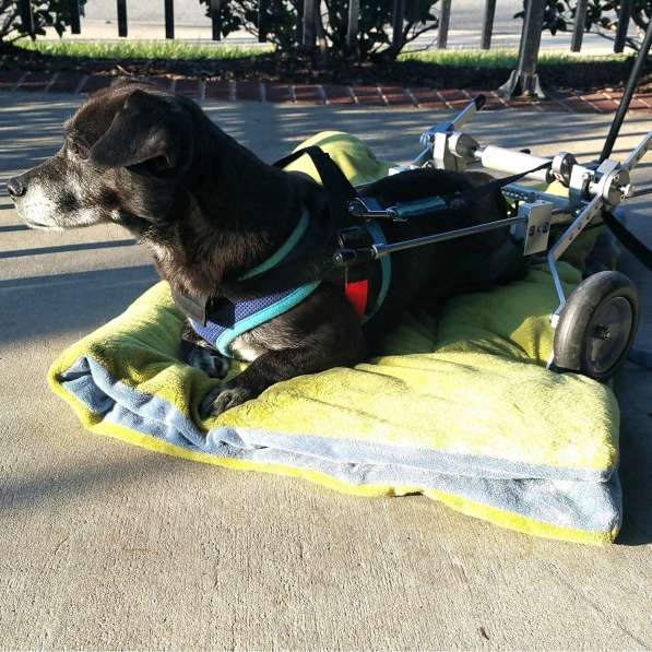 Инвалидная коляска для собак в Ростове-на-Дону фото 7