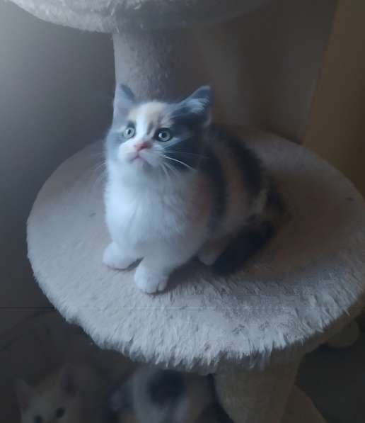 Mini gatitos munchkin