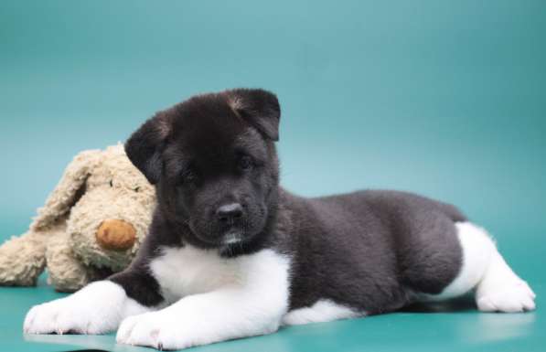 Продаются щенки Американской Акиты в Санкт-Петербурге фото 7