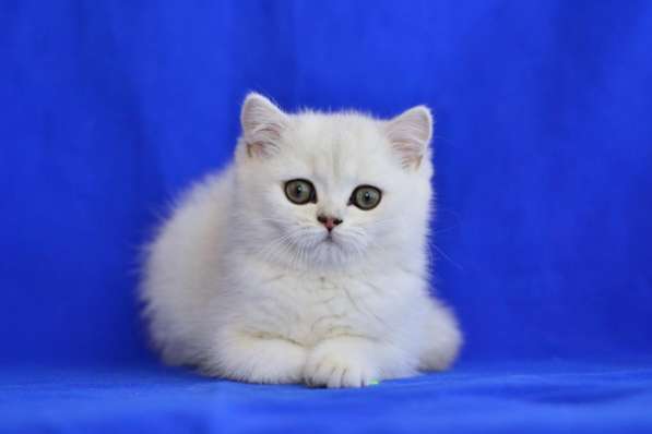 Британский мальчик роскошного окраса в Москве фото 7