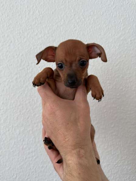 Zwergpinscher мини (до 2.5 кг) в фото 18