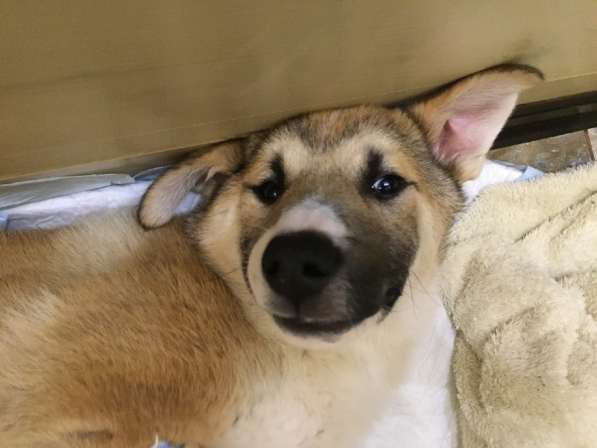 Красивые и очень умные щенки в Санкт-Петербурге фото 16