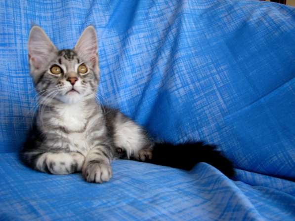 Котята мейн-кун из питомника в фото 20