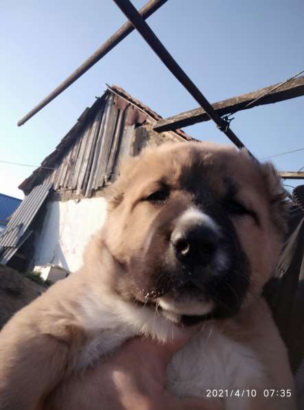 Продаются щенки алабая в фото 27