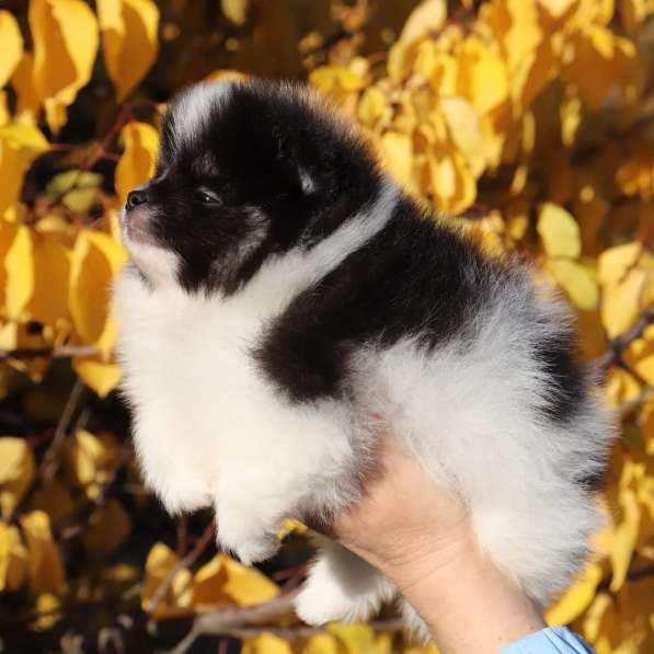 Черно-белый щенок Померанского шпица 1,5 месяца в фото 3