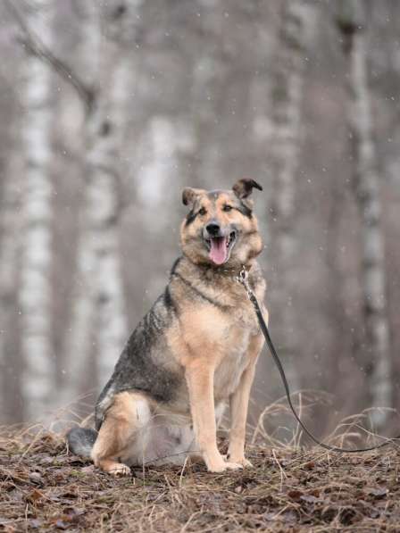 Дружелюбный Денвер ищет семью в Москве фото 24