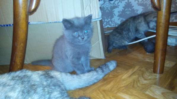 Отдам в добрые руки в Новосибирске фото 18
