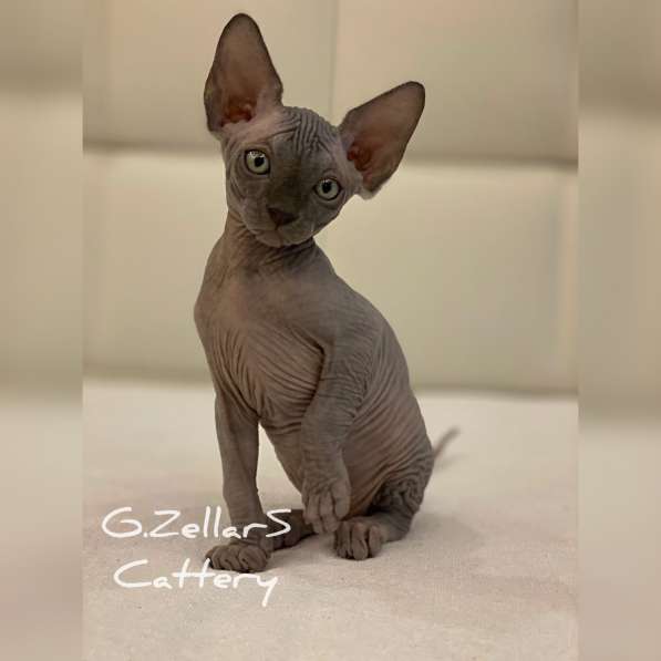 Sphynx Blue Prince в Москве фото 8