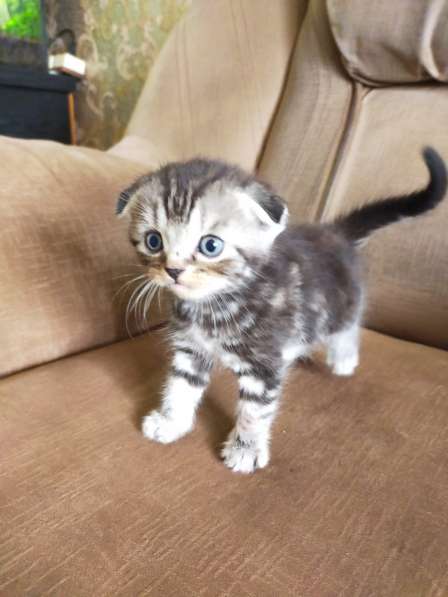 Мраморные шотландские котята в фото 23
