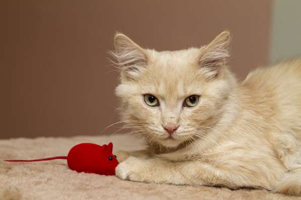 Забавный рыжий Вилли, котик-подросток в добрые руки в Калуге фото 3