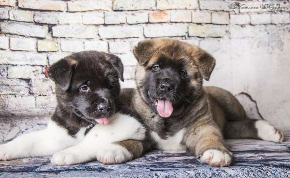 Щенки Американской акиты в Санкт-Петербурге фото 3