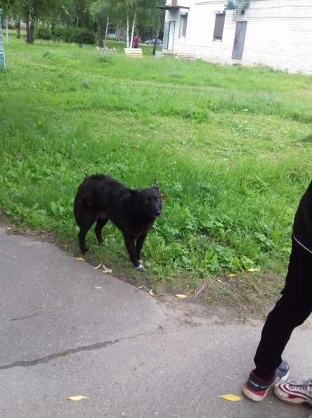 Собачка ищет хозяина в Переславле-Залесском фото 4