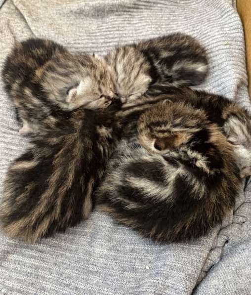 Котята