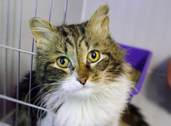 Стойкий Уильям в ожидании любящей семьи