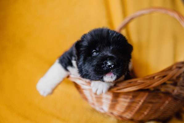 Щенки американской акиты в Ростове-на-Дону фото 14