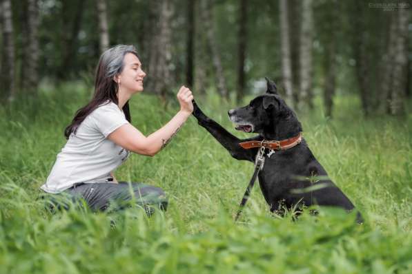 Статный красавец Виконт ищет семью в Москве фото 31