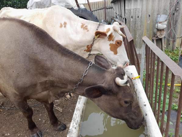 Корова на молоко, телята на откорм в фото 5