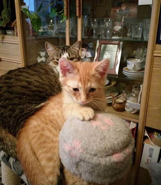 Котенок в добрые ручки в Реутове фото 4