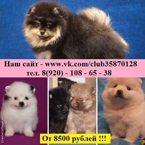 Щеночки Шпица. самые красивые в Костроме