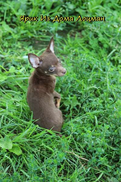 Щенки Русского той -терьера в Новосибирске фото 37