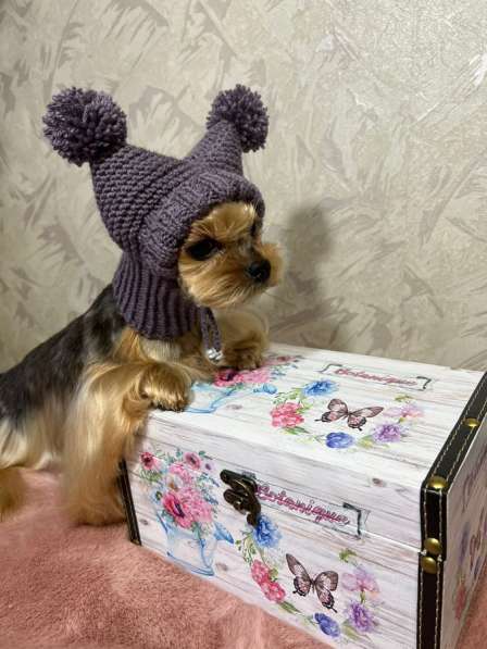 Вязанные шапочки для собак в Москве фото 6