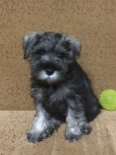 Очаровательные щенки цвергшнауцера в фото 4