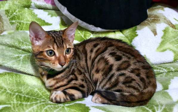 Бенгальские котята, шикарная кошечка, документы WCF, питомн в фото 12