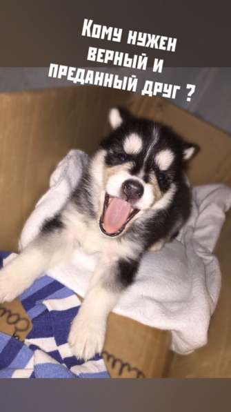 Продам щенка хаски в Краснодаре фото 3