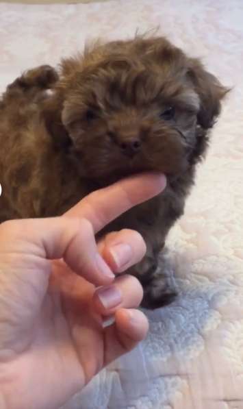 Мальтипу щенки в Краснодаре фото 4