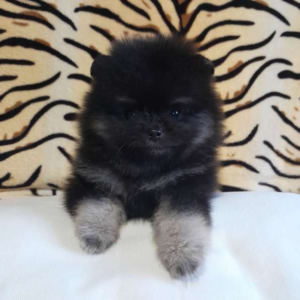 Pomeranian spitz. Black tan boy