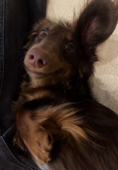 Передержка для собак на дому в Москве фото 5